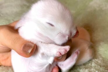 7 Days Old Cutest Baby Rabbits