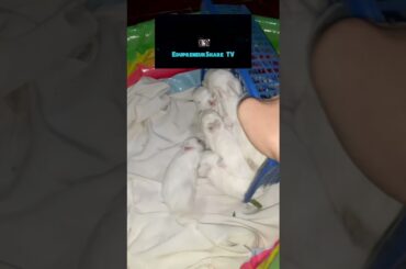8 Cute Baby Bunnies Day - 10 (Hycole Breed) | Rabbit Kids Grow (Part-4) #rabbitvlog