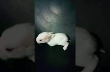 Cute bunny #Shorts