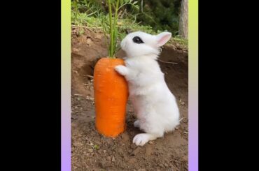 Cute rabbit video compilation #121 #shorts