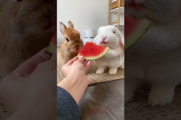 Cute Rabbit eating watermelon #shorts1080p