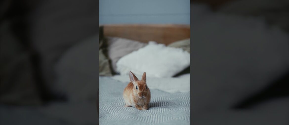 Cute rabbit video