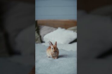 Cute rabbit video