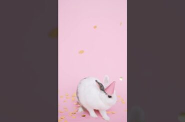 cute rabbit#short