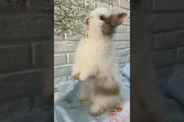 Cute baby rabbit #pets #petsworld #rabbit