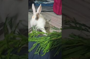 My Cute Rabbit | Pet Rabbit