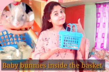 #petscare | Baby bunnies introduce | baby bunnies inside the basket |12th day of bunnies | newborn