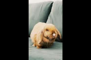 Cute Rabbit | #bunny#rabbit#rabbitsofinstagram#bunniesofinstagram#bunnylove#cute#bunnies#rabbits#pet