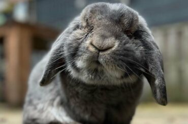 Funny Bunnies With Baby Animals | Funny and Cute Baby Bunny Rabbits