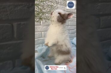 A Cute Rabbit Eating an Indoor Plant | #MeditationRelaxMusicBank #shorts