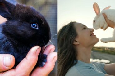 Cute Baby Rabbit Video | Funny Bunny videos