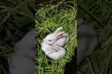 New baby rabbit | cute baby rabbit  #rabbit #khargosh #khorgosh #RoyPRPFarm