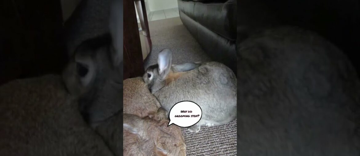 Cute Bunny Shakes it Off!! #shorts Cute Bunny Shakes it Off!! #shorts