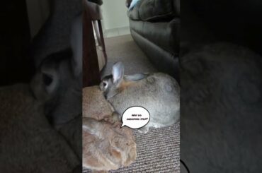 Cute Bunny Shakes it Off!! #shorts