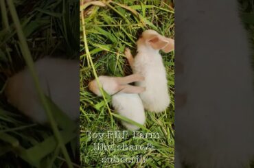New baby rabbit | cute baby rabbit  #rabbit #khargosh #khorgosh #RoyPRPFarm