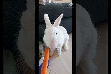 Cute Rabbit #shorts