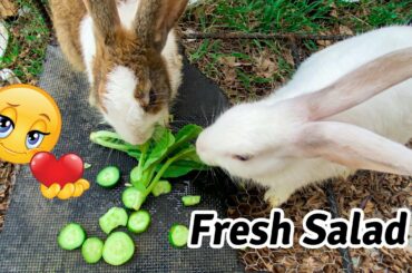 Cat Life | asmr eating funny show by cute rabbit | Daily Cat Life