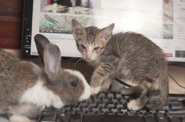 LuLu Kitten & Cute Rabbit Doing Crazy On My Computer