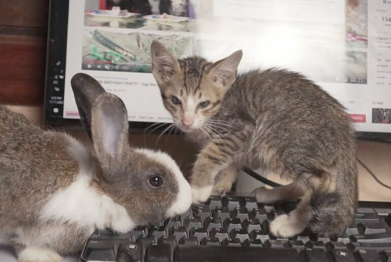 LuLu Kitten & Cute Rabbit Doing Crazy On My Computer
