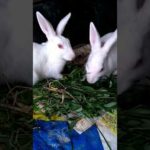 My house cute rabbit video #shorts #rabbit #animals