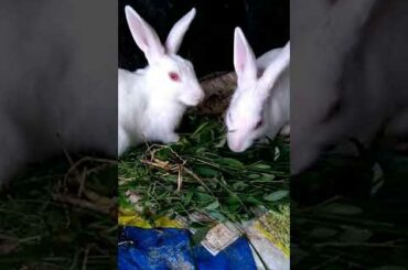 My house cute rabbit video #shorts #rabbit #animals