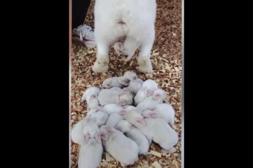 Cute bunny rabbit give a birth #shorts #NisarBhaiMotivation@Min Cute@AaronsAnimals  @Animals Club