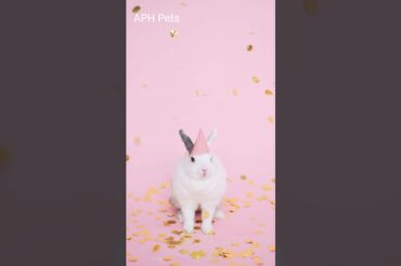 AWW Cutest Animal! Cute Rabbit Party | #short