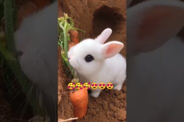 cute rabbit