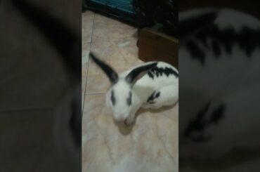 my cute rabbit