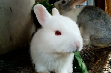 KIT EATING (CUTE BABY RABBIT) AMAZING RAW VIDEO