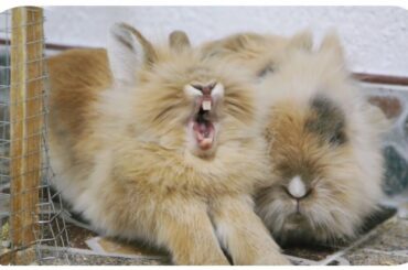 cute rabbit yawn