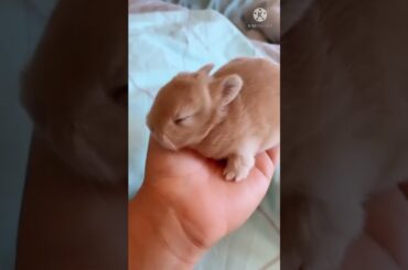Cute Rabbit #shorts