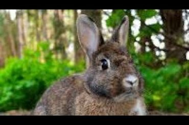 Sleeping cute Rabbit bunny || Pokefans Guardians ||