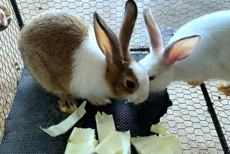 Cute Rabbit | asmr cabbage eating of rabbit | Dacy and Maya