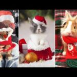 Christmas Gifts for Cute Bunny || Animals Hub