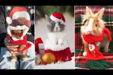 Christmas Gifts for Cute Bunny || Animals Hub