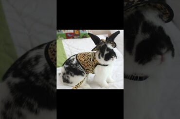 SUPER CUTE RABBIT on their Dress Outfit
