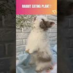 Cute Rabbit Eating Plant #shorts