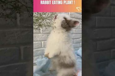 Cute Rabbit Eating Plant #shorts