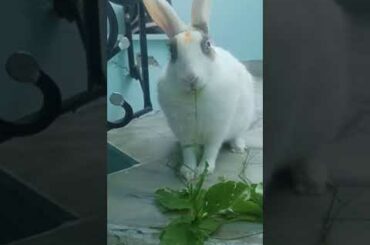 My Cute Rabbit | Pet Rabbit