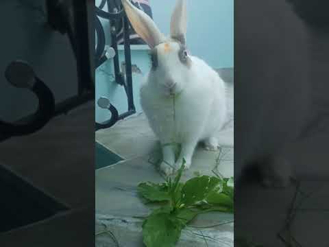 My Cute Rabbit | Pet Rabbit