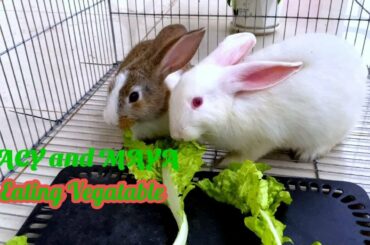 Dacy and Maya | eating vegetable | Cute Rabbit