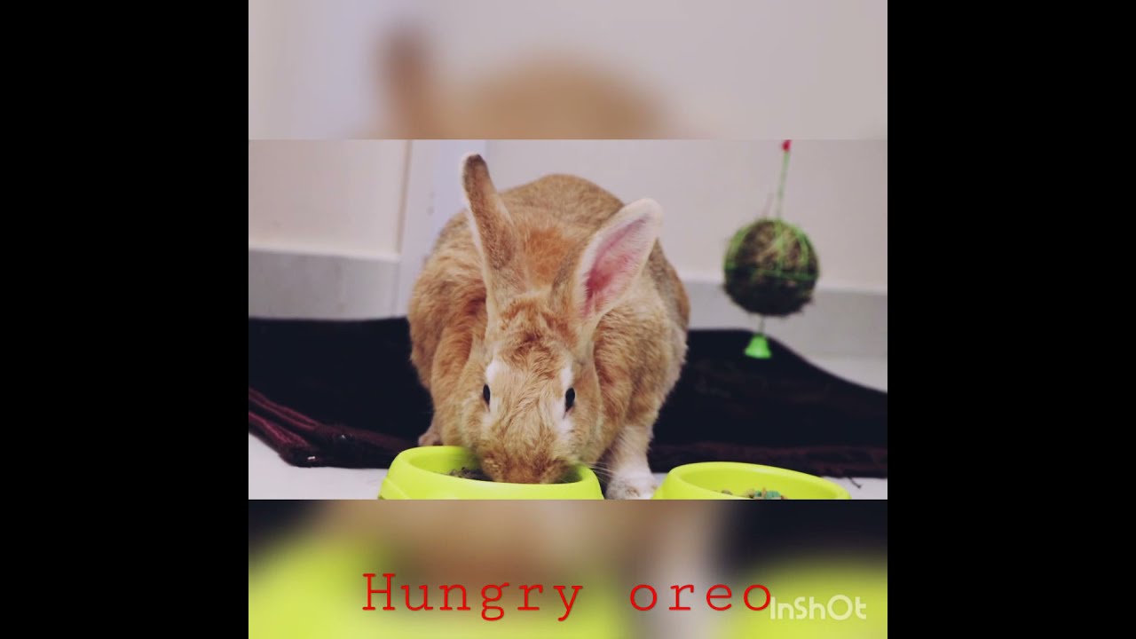 Funny & Cute Rabbit Love to Eat all The Time|Funny Bunny Videos| Adorable Bunny| Happy eating -oreo