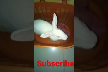cute rabbit || #shorts #youtubeshorts
