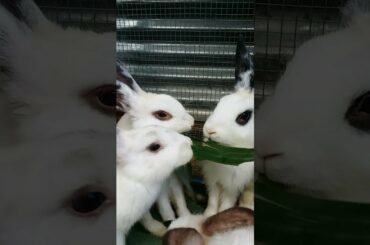 Cute Bunny's eating Banana Leaves / Just for Fun / MOE TV PH.