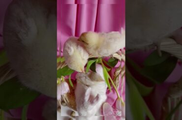 Cute Bunny Satin Rabbit Playing with Little Chicks #valentine's_gift #Unique Parcel