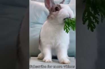 Cute rabbit eating | Beautiful bunny