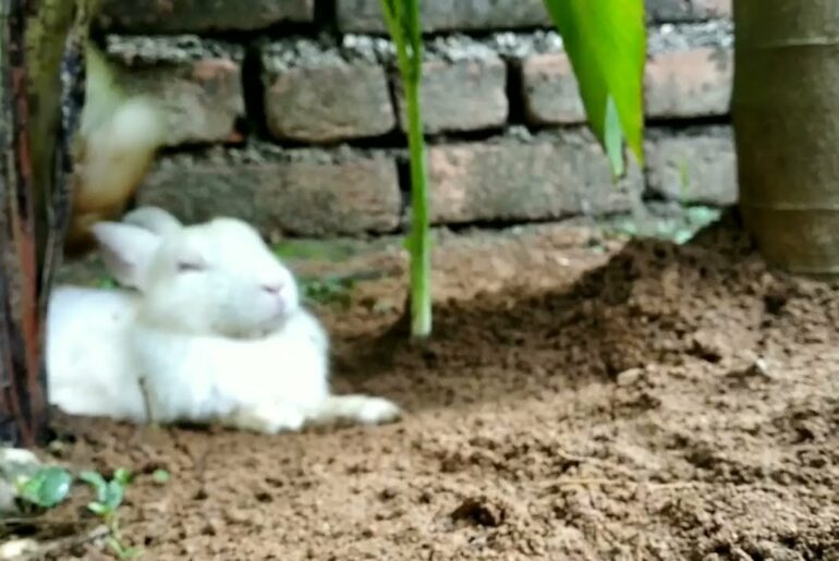 cute bunnies | cute rabbit | bunny videos | funniest bunnies | rabbit in forest | bunny in house