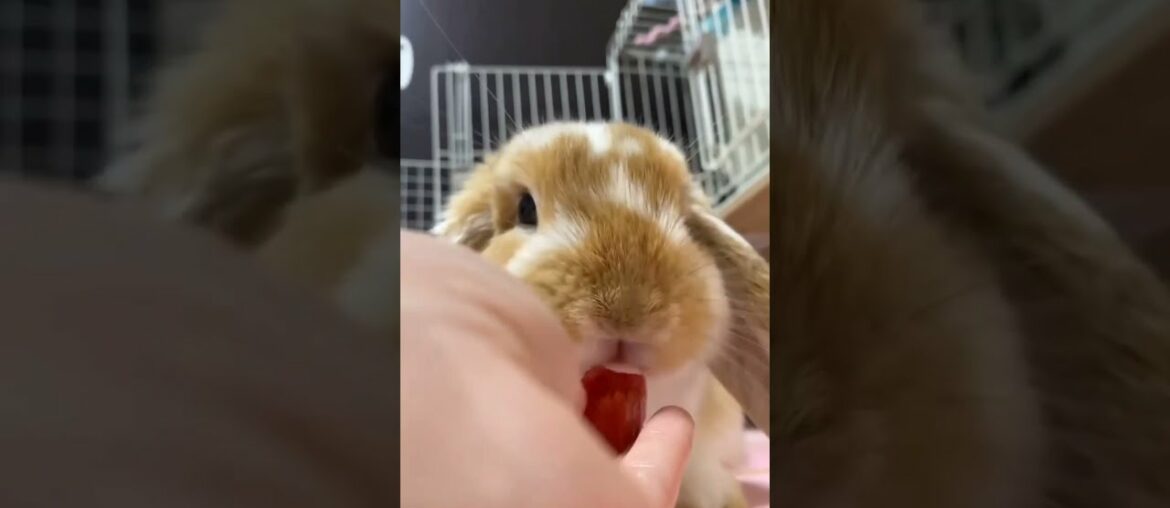 Cute Baby Bunny Eating Tomato #Shorts