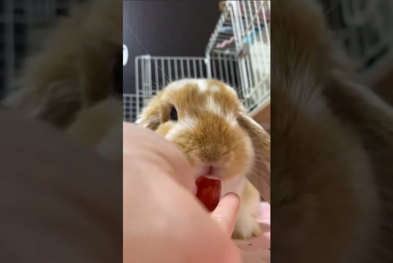 Cute Baby Bunny Eating Tomato #Shorts